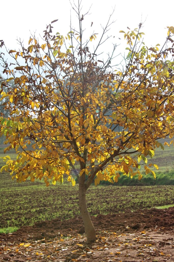 Nussbaum im Herbst