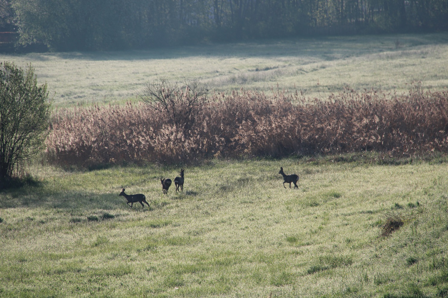 Rehe auf der Wiese