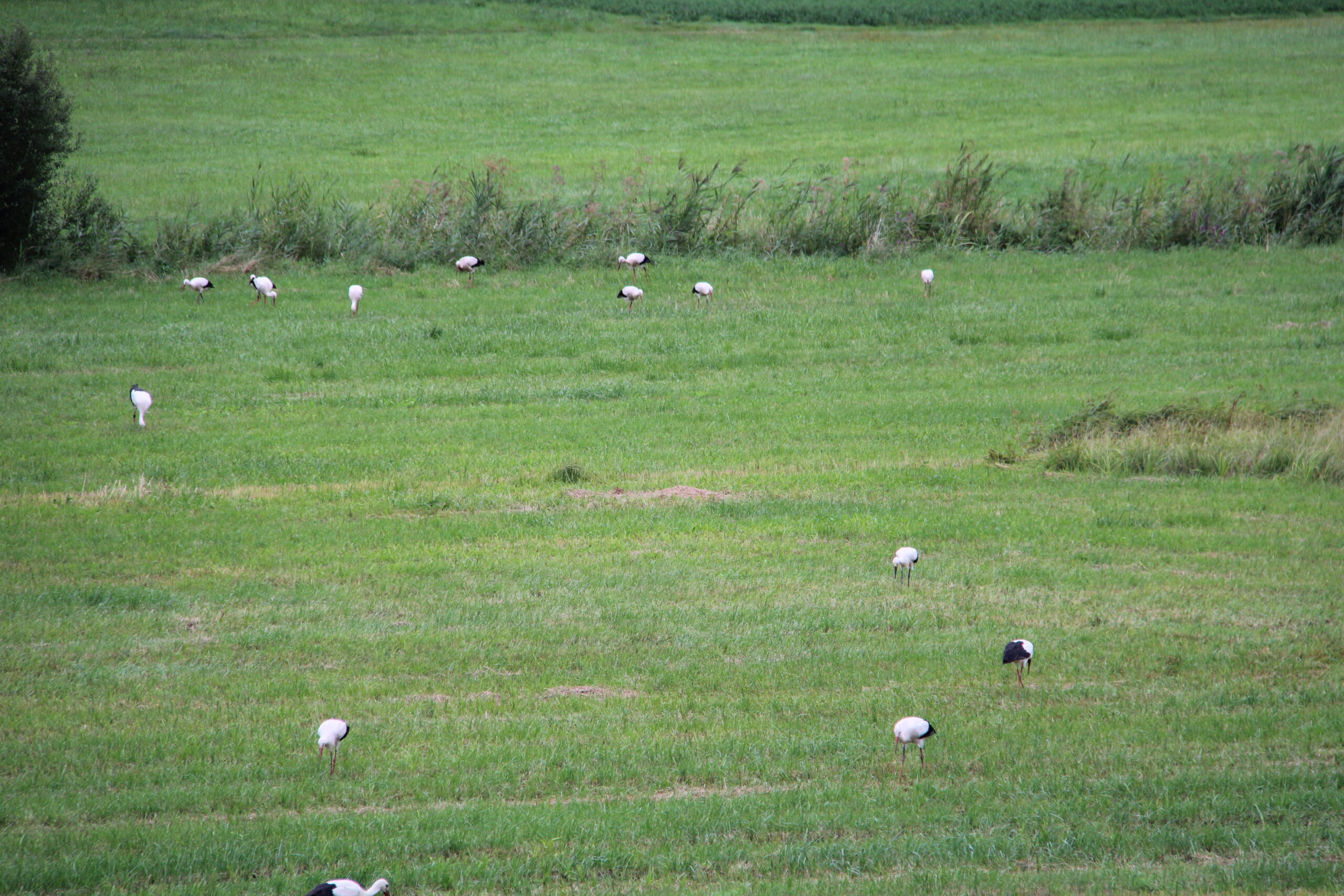 Störche auf der Wiese nach der Mahd