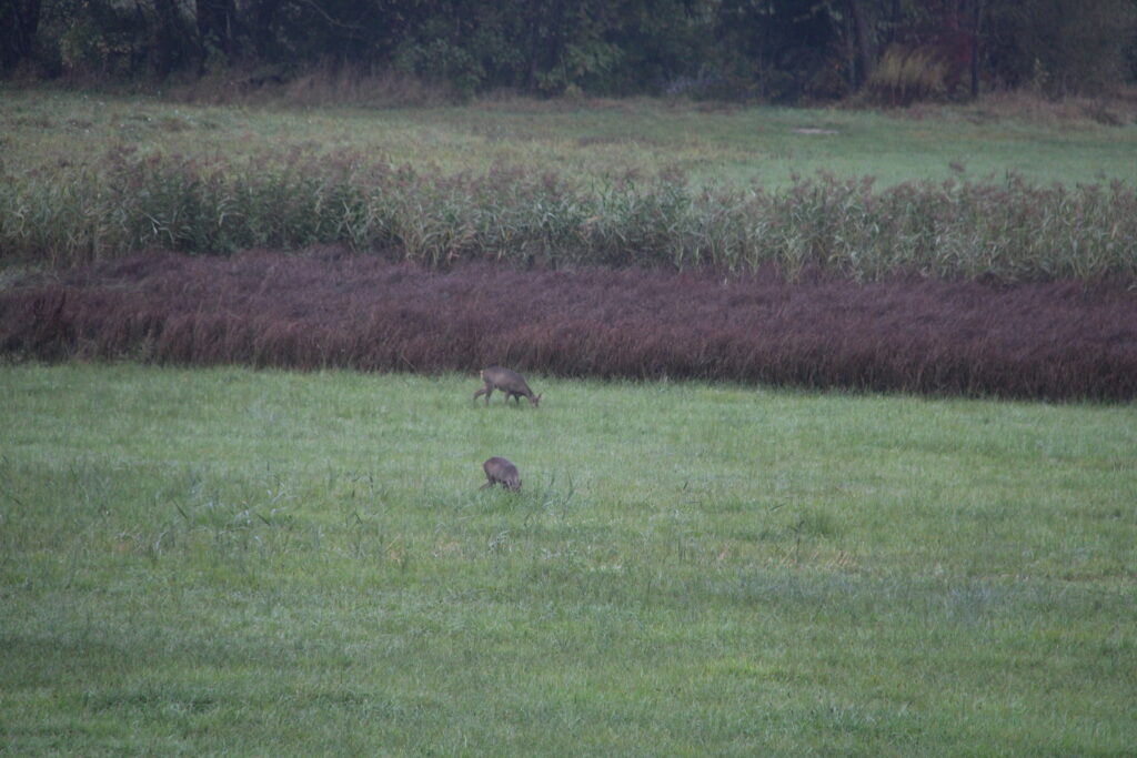 Rehe auf der Wiese