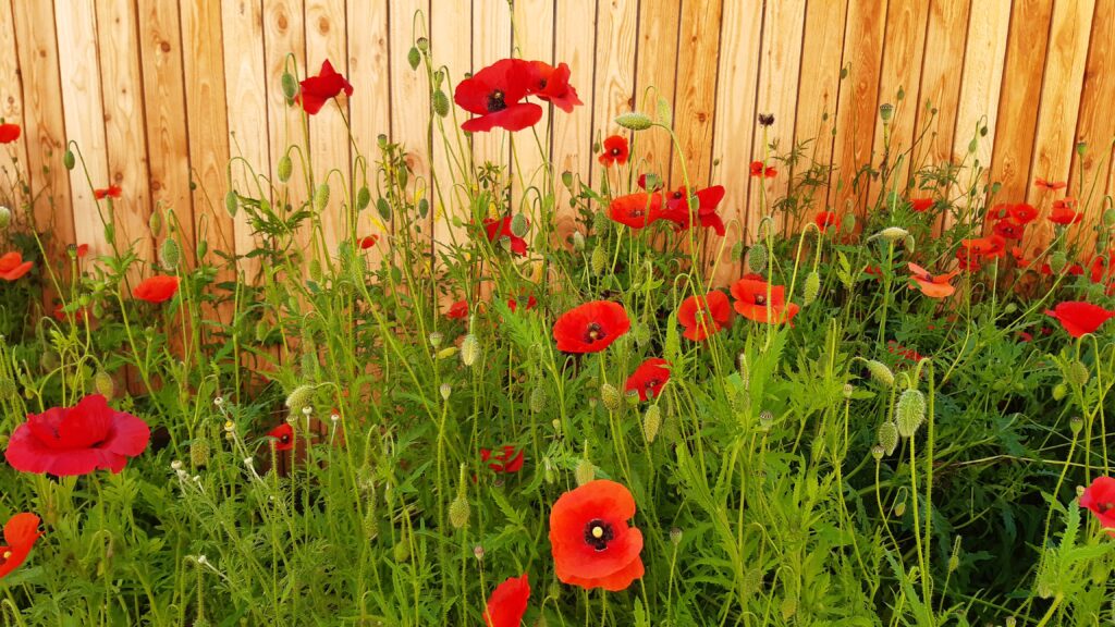 Mohnblumen vor einer Holzfassade
